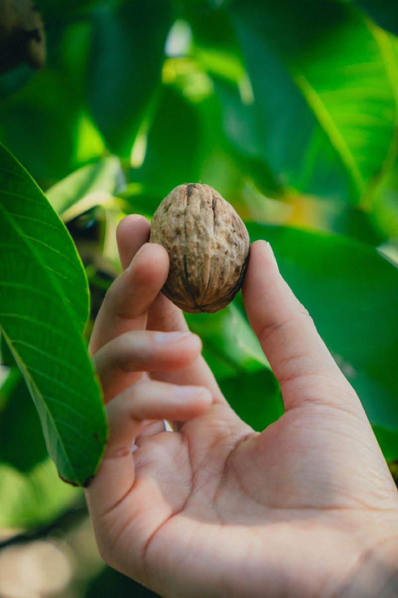 Nueces al por mayor